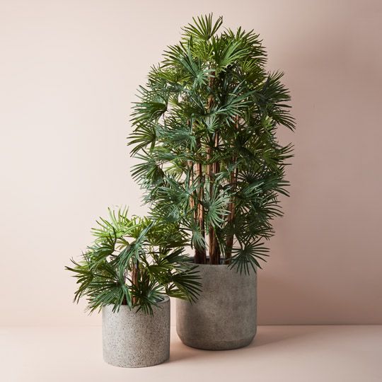 2 x Palm Rhapis, Green 70cmh (FI9283GR)