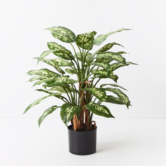 2 x Dieffenbachia Plant, Green Yellow 60cmh (FI9289GRY)