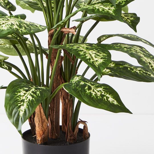 2 x Dieffenbachia Plant, Green Yellow 60cmh (FI9289GRY)