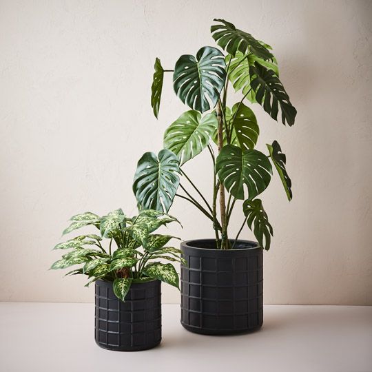 2 x Dieffenbachia Plant, Green Yellow 60cmh (FI9289GRY)