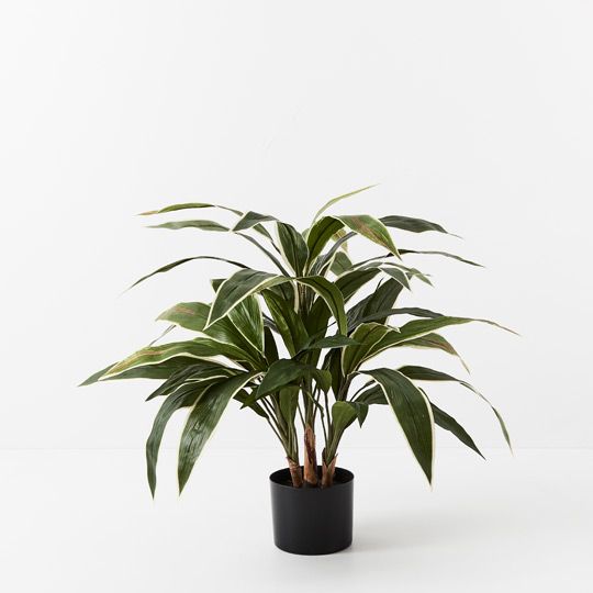 2 x Cordyline Plant, Green White 60cmh (FI9300GW)