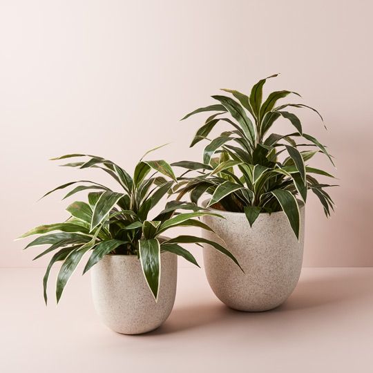 2 x Cordyline Plant, Green White 60cmh (FI9300GW)