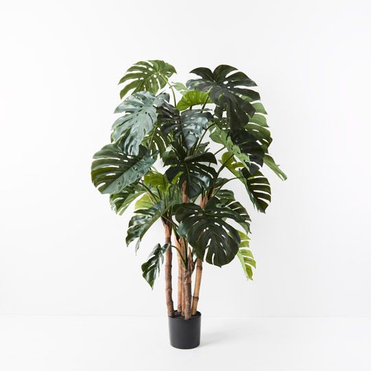 2 x Monstera Plant, Green 165cmh (FI9295GR)