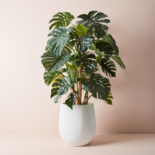 2 x Monstera Plant, Green 165cmh (FI9295GR)