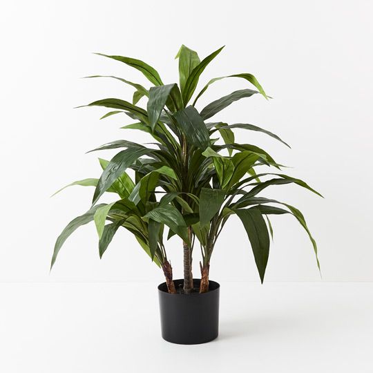 2 x Cordyline Plant, Green 80cmh (FI9301GR)