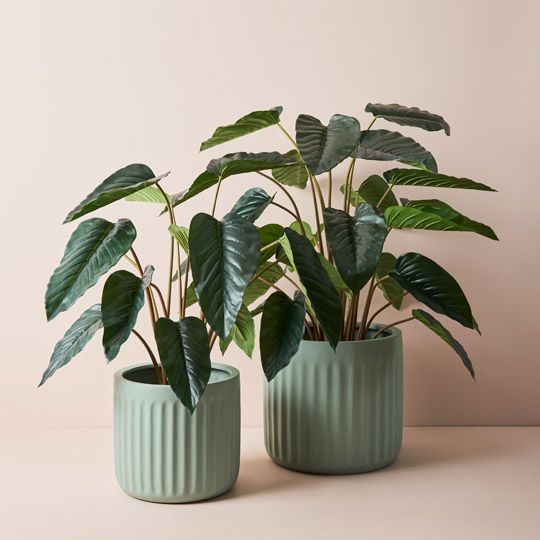 2 x Philodendron Plant, Green 100cmh (FI9292GR)