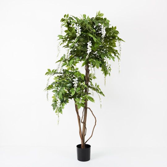 2 x Wisteria Tree, White 190cmh (FI9275WH)