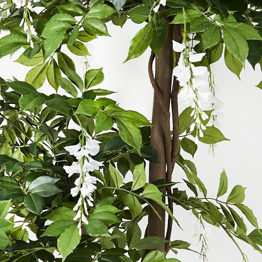 2 x Wisteria Tree, White 190cmh (FI9275WH)