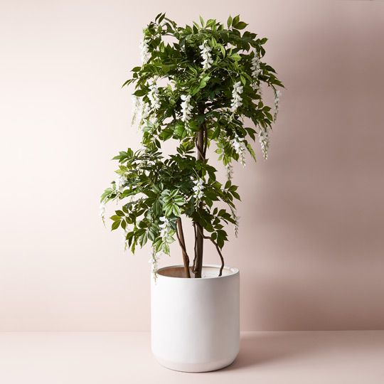 2 x Wisteria Tree, White 190cmh (FI9275WH)