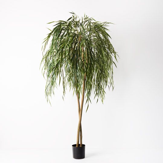 2 x Willow Weeping Tree, Green 180cmh (FI9276GR)