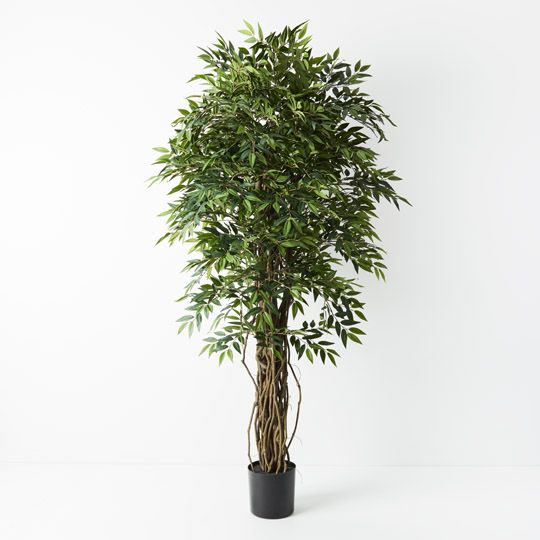 2 x Ruscus Tree, Green 180cmh (FI9281GR)