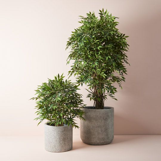 2 x Ruscus Tree, Green 180cmh (FI9281GR)