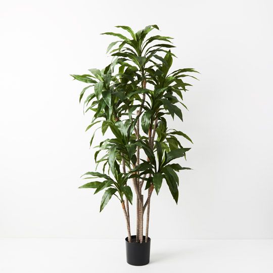 2 x Dracaena Plant, Green 170cmh (FI9303GR)