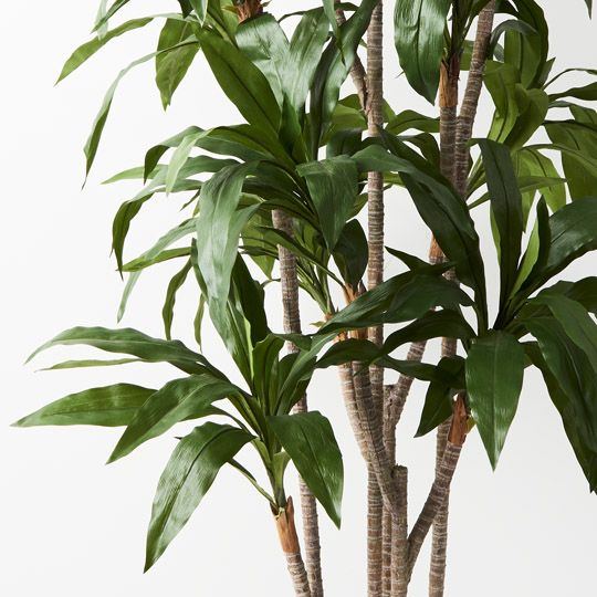 2 x Dracaena Plant, Green 170cmh (FI9303GR)