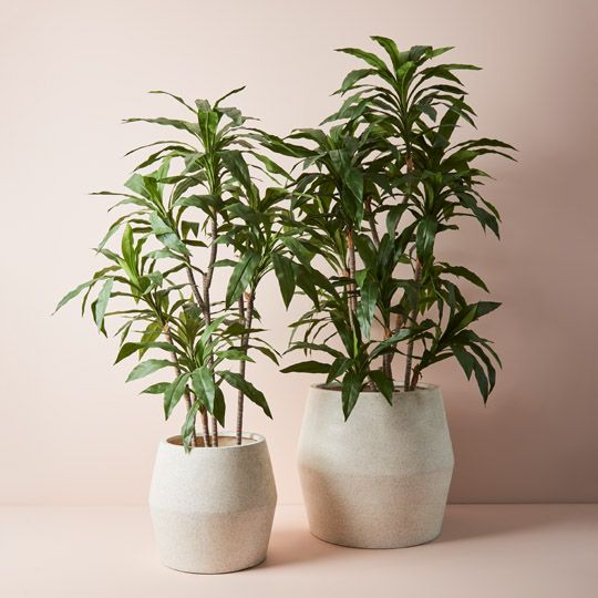 2 x Dracaena Plant, Green 170cmh (FI9303GR)