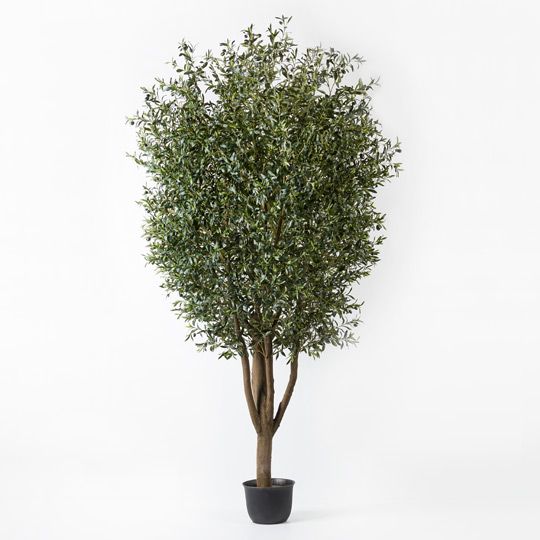 Olive Tree, Green 300cmh (FI9198GR)