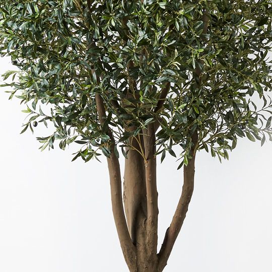 Olive Tree, Green 300cmh (FI9198GR)