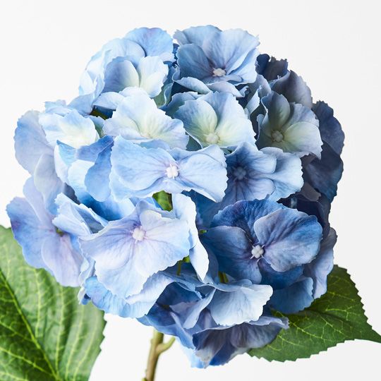 12 x Hydrangea Blue 52cml (FI9360BL)