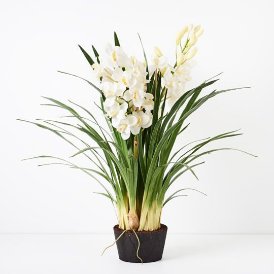 Orchid Cymbidium Plant, Winter White 120cmh (FI5005WW)