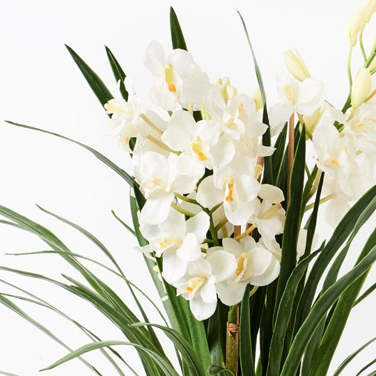 Orchid Cymbidium Plant, Winter White 120cmh (FI5005WW)