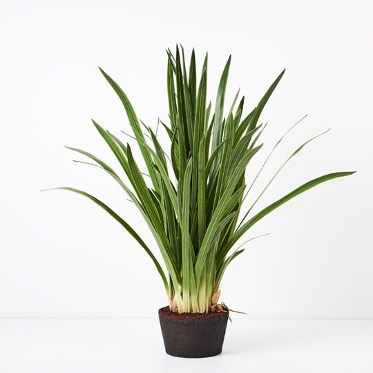 Orchid Cymbidium Leaf Plant, Green 99cml (FI5021GR)