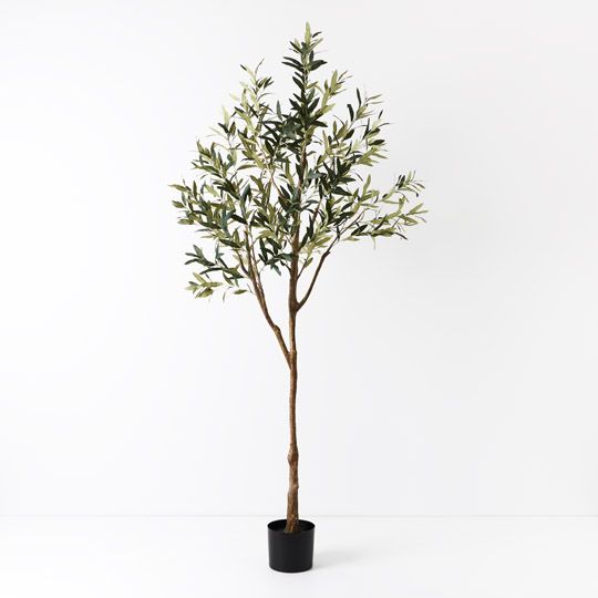 2 x Olive Tree (w/o Fruit), Green 213cmh (FI8908GR)