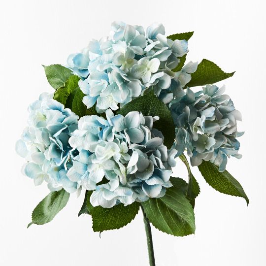 12 x Hydrangea Bush Cloud Blue 46cml (FI9371CLB)