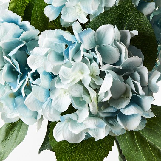 12 x Hydrangea Bush Cloud Blue 46cml (FI9371CLB)