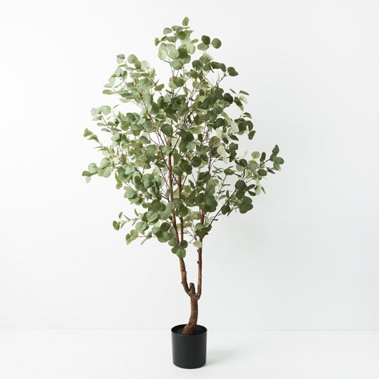 2 x Eucalyptus Tree, Green 180cmh (FI9376GR)