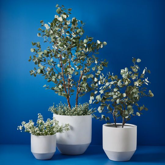 2 x Eucalyptus Tree, Green 180cmh (FI9376GR)