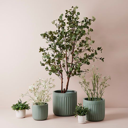 2 x Eucalyptus Tree, Green 180cmh (FI9376GR)