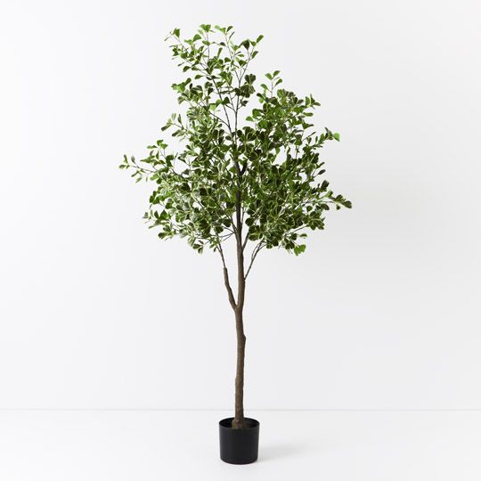 2 x Ficus Triangle Tree, Variegated 180cmh (FI9399VG)