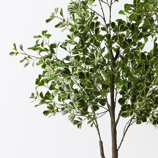 2 x Ficus Triangle Tree, Variegated 180cmh (FI9399VG)