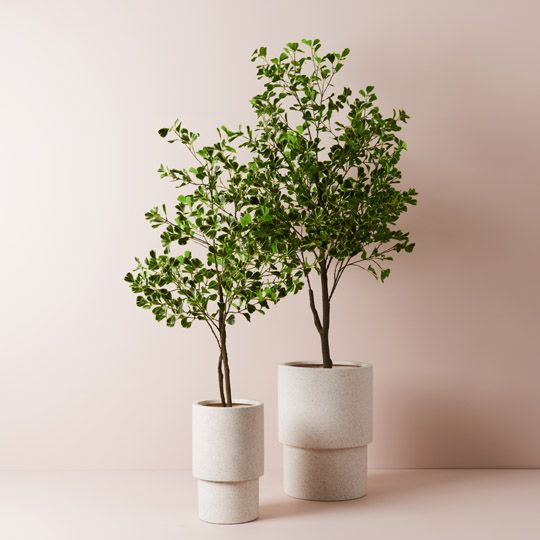 2 x Ficus Triangle Tree, Variegated 180cmh (FI9399VG)