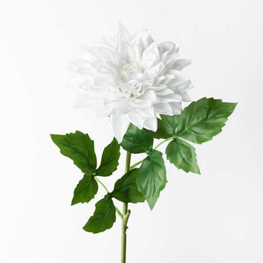 12 x Dahlia Winter White 71cml (FI9407WW)