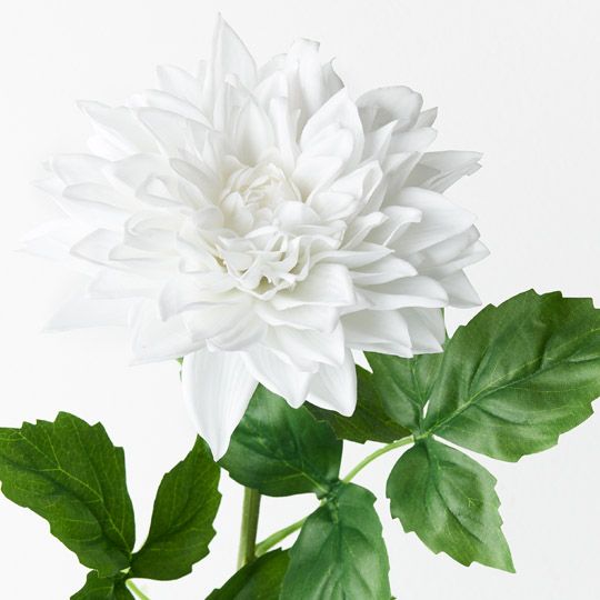 12 x Dahlia Winter White 71cml (FI9407WW)