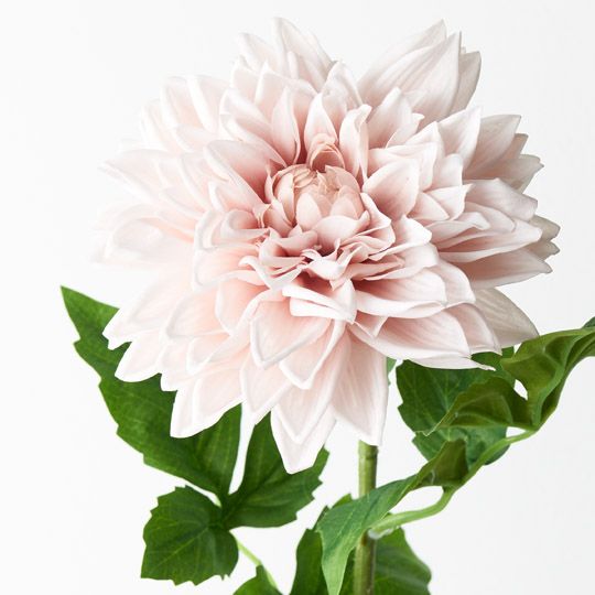 12 x Dahlia Soft Pink 71cml (FI9407SP)