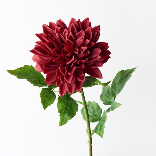 12 x Dahlia Dark Red 71cml (FI9407DR)