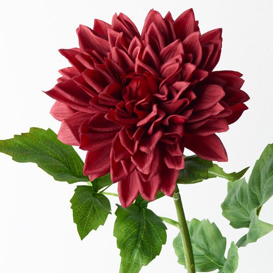 12 x Dahlia Dark Red 71cml (FI9407DR)