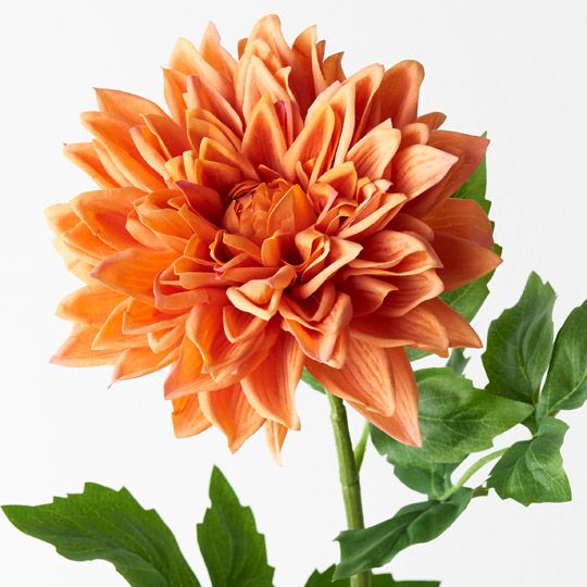 12 x Dahlia Orange 71cml (FI9407OR)