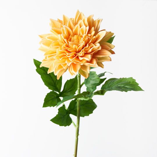 12 x Dahlia Yellow 71cml (FI9407YE)