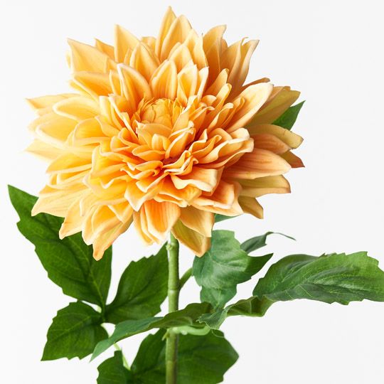 12 x Dahlia Yellow 71cml (FI9407YE)