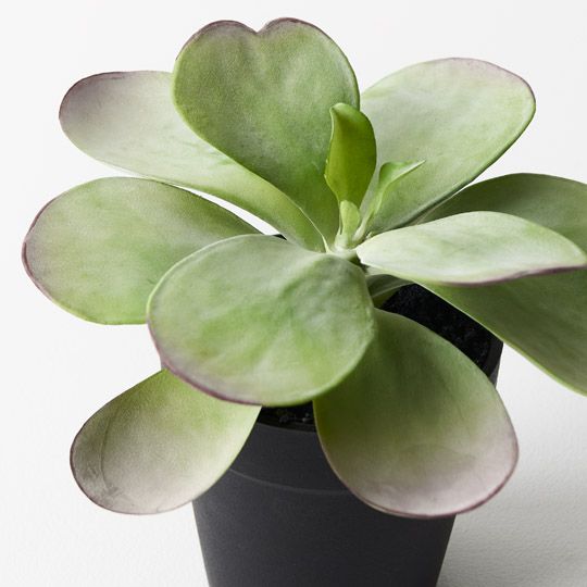 6 x Kalanchoe Flapjack in Pot, Green Burgundy 14... (FI9417GRBU)