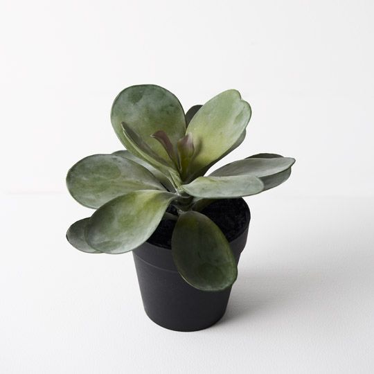 6 x Kalanchoe Flapjack in Pot, Grey Green 14cmh ... (FI9417GY)