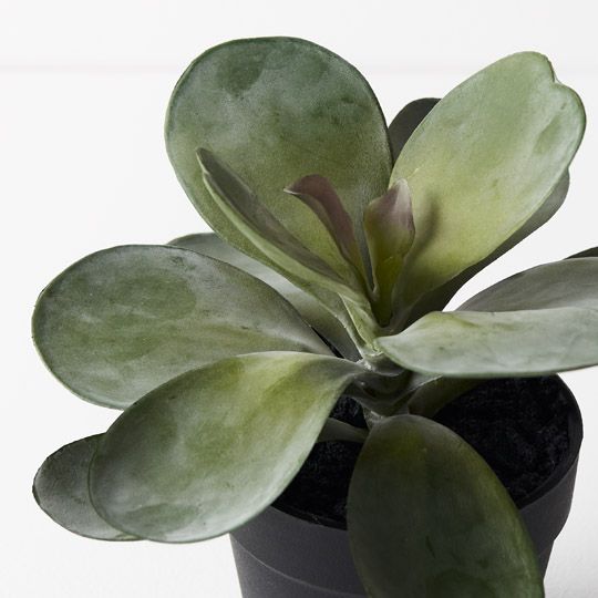 6 x Kalanchoe Flapjack in Pot, Grey Green 14cmh ... (FI9417GY)