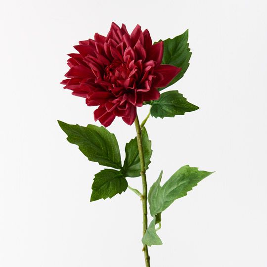 12 x Dahlia Dark Red 54cml (FI9422DR)