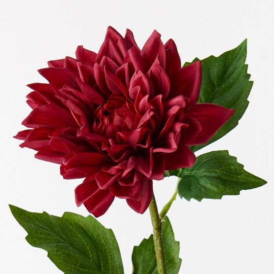 12 x Dahlia Dark Red 54cml (FI9422DR)