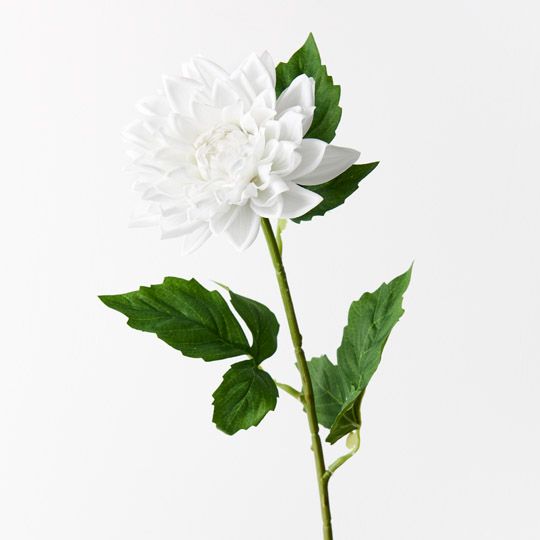 12 x Dahlia Winter White 54cml (FI9422WW)