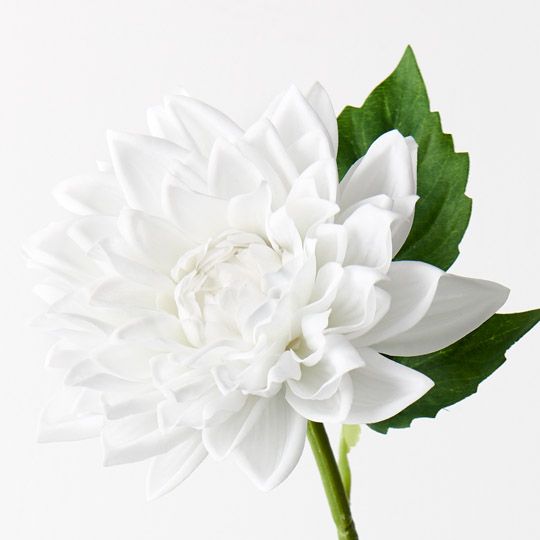 12 x Dahlia Winter White 54cml (FI9422WW)