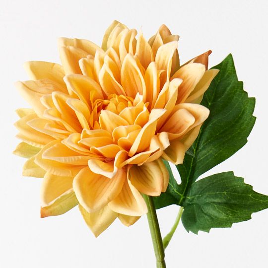 12 x Dahlia Yellow 54cml (FI9422YE)